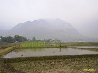 Rijstvelden in Mai Chau